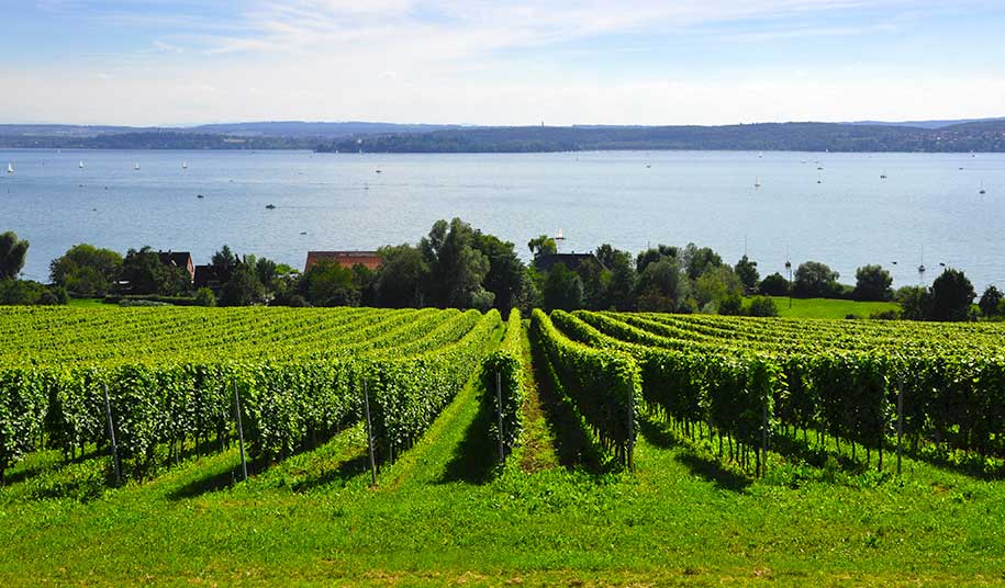 Aussicht auf den Bodensee