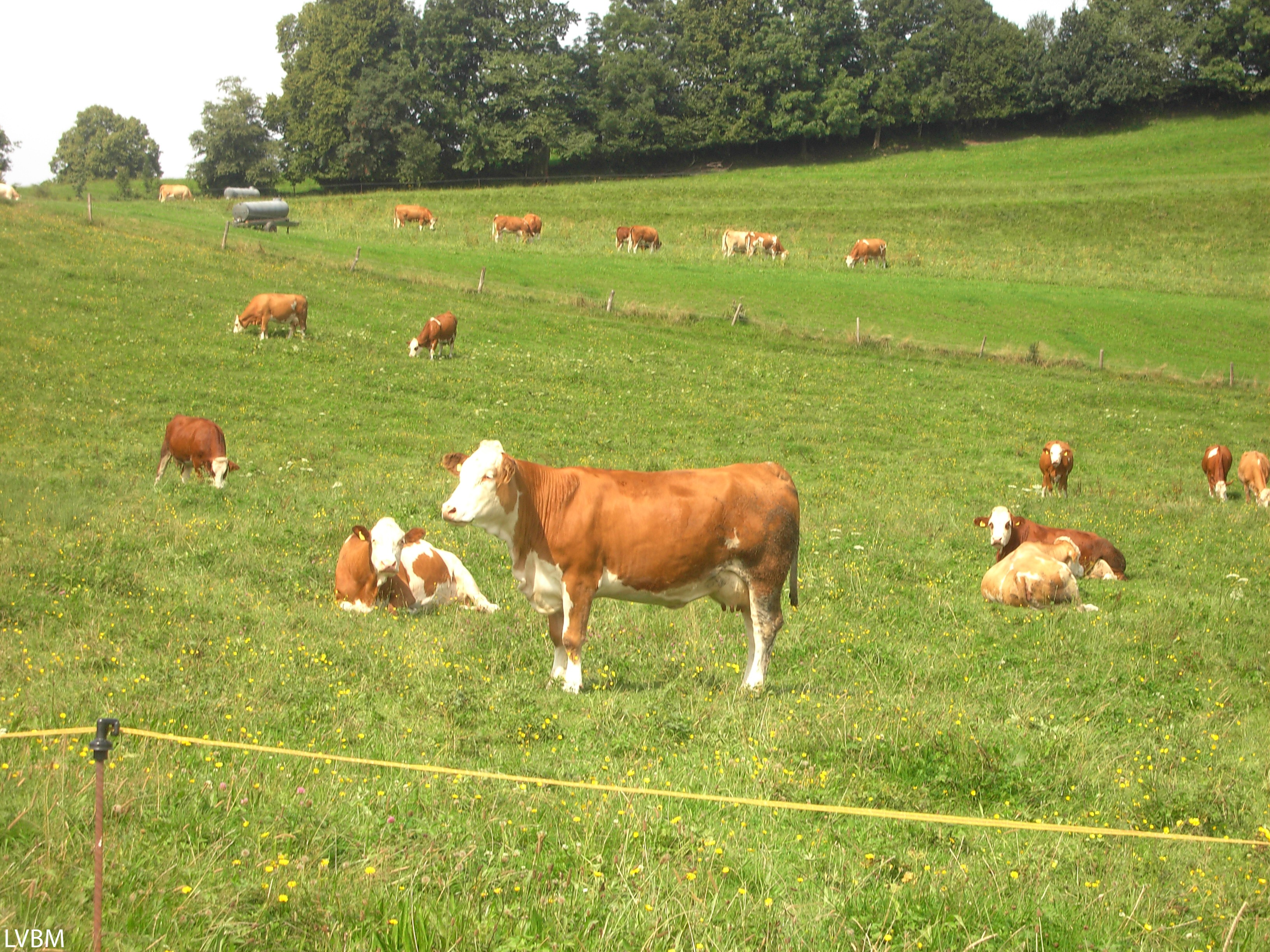 Kühe auf der Weide