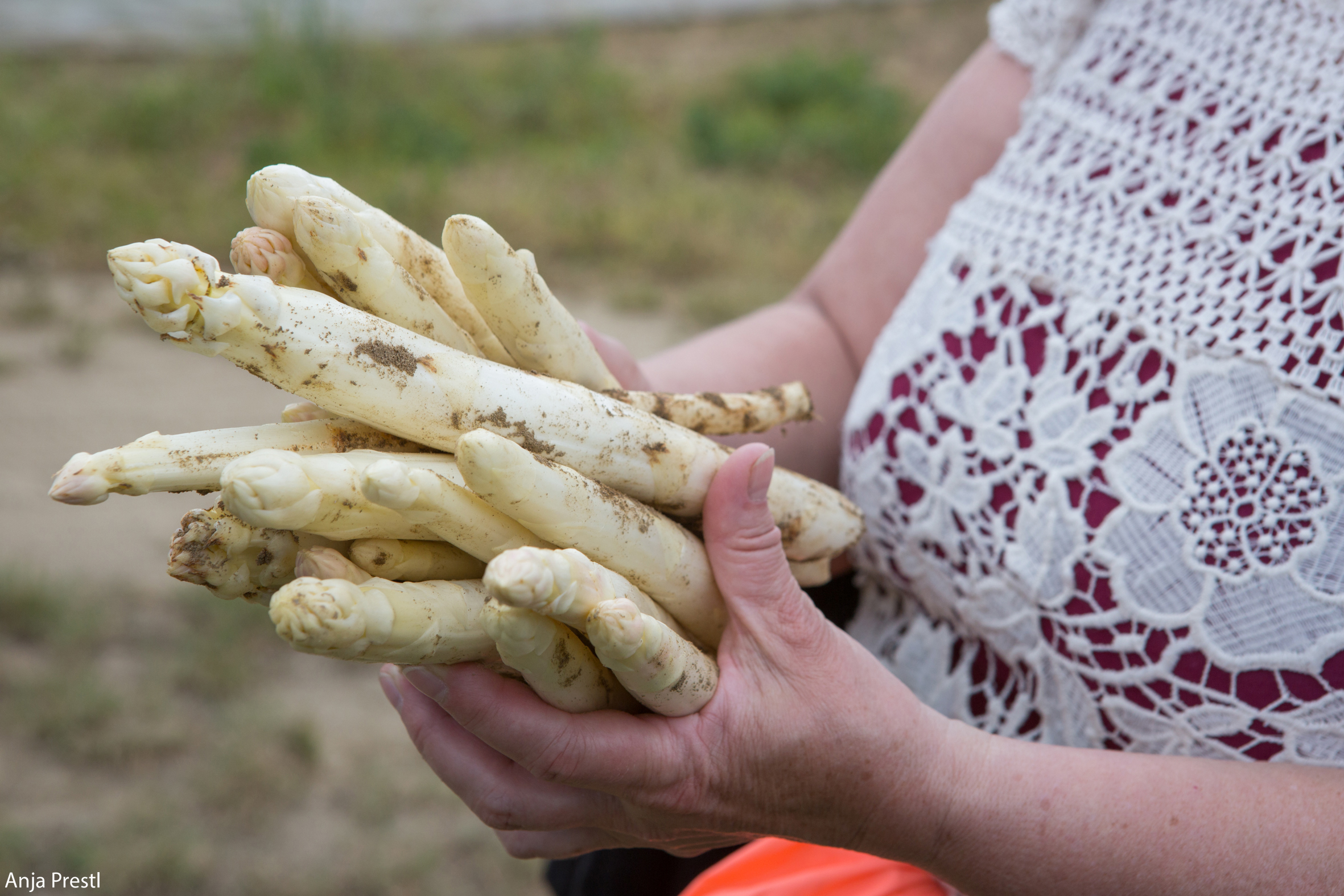 Weißer Spargel