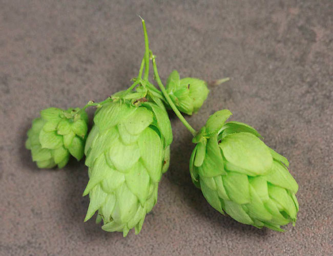 TETTNANGER HOPFEN